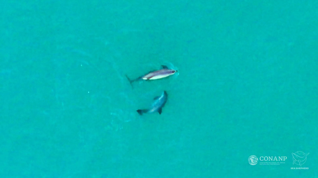 250923_VD_Fabian-Rodriguez_Vaquita-WM-3-2.jpeg